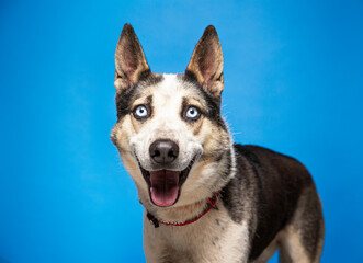 cute dog on an isolated background in a studio shot
