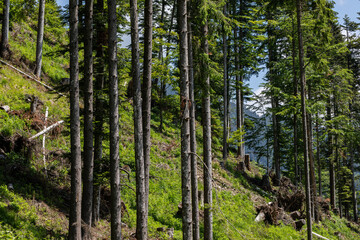 dettagli degli alti alberi e dei pendii erbosi di una montagna nel nord est Italia, di giorno, in estate