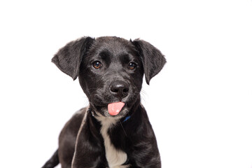 cute dog on an isolated background in a studio shot