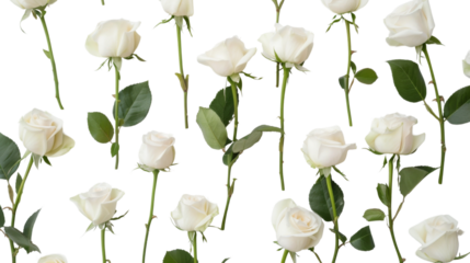 White roses on white background