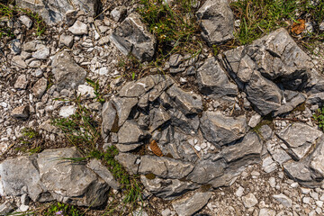 terreno roccioso, con rocce e sassi di varie dimensioni e di colore grigio. fili d'erba e microscopiche piante spuntano dal terreno