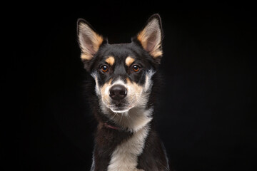 cute dog on an isolated background in a studio shot