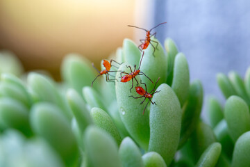Insetos vermelhos ( Phthiacnemia picta) pousados em uma suculenta	
