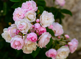 Image of branches with blooming pink roses in the garden at sunny day
