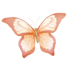 A beautiful bright butterfly. Pink, cream colors. Watercolor illustration on a white background A great decoration for wedding invitations, greeting cards, gift tags For decorating the children's room