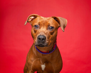 cute dog on an isolated background in a studio shot