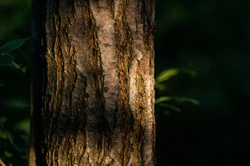 vista macro di parte della corteccia di un albero di acacia, su sfondo scuro, piena di solchi e...