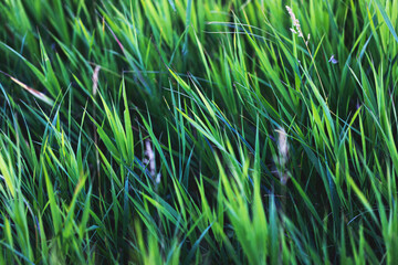 fili d'erba di colore verde di un prato visto da vicino e di fronte