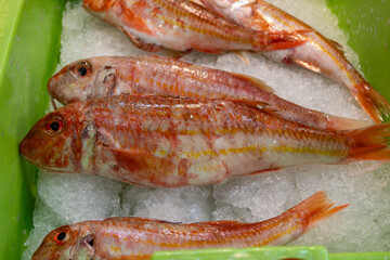 Assortment of fresh daily catch of fish on ice on fish market in Brittany, France, English translation: differens French names of fish, red snapper