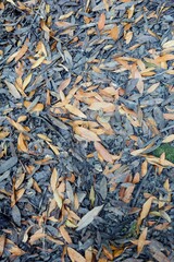 Dried up leaves in the forest in San Francisco, Califormia, USA.