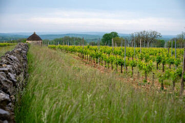 Obraz premium Vineyards near Rocamadour touristic city, making of red dry Amadour wine consists of Merlot and Malbec grape varieties, Dordogne, France