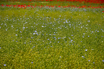 Colorful nature background, blue flax linen plants in blossom on fields with red poppy flowers,...