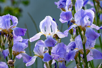 Lilac blue iris flowers, spring blossom of colorful irises in Provence, South of France, nature...