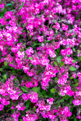 Pink blossom of Silene pendula catchfly ornamental plant in garden