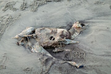 Carcass of a decomposing goast washed up on the beachh. Stinson Beach, San Francisco, Califormia, USA.