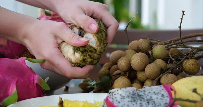 Custard apple, ripe, green, large, delicious fruit. Breaking a custard apple, annona squamosa, sweetsop. seet apple, in two parts