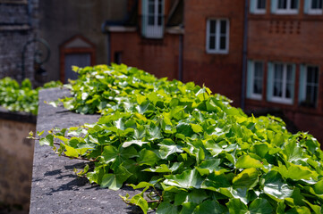 Spring colorful floral background, blossoming of wild flowers on old stones of castle wall