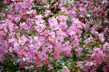 Blossom of pink rose rosehips flowers growing in public gardens in Bordeaux, France in sunny day.