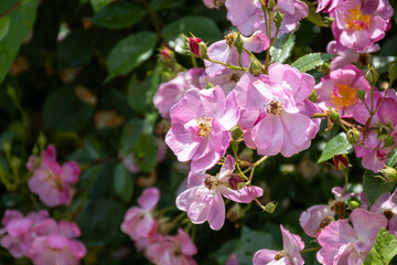 Blossom of pink rose rosehips flowers growing in public gardens in Bordeaux, France in sunny day.