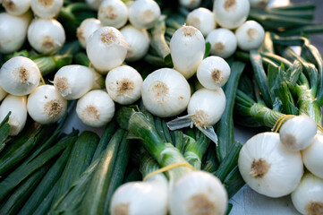 Bunches of fresh young heads of white garlic and onion on local farmers market in Dordogne, France,...