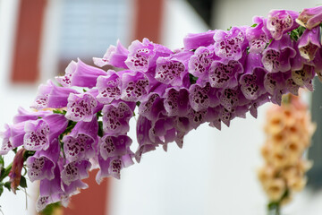Botanical collection, blossom of medicinal toxic plant Digitalis lanata or woolly foxglove or Grecian foxglove flowering plant in plantain family Plantaginaceae toxic in all parts of plants © barmalini