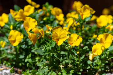 Spring garden works, ornamental colorful flowers of viola plant close up