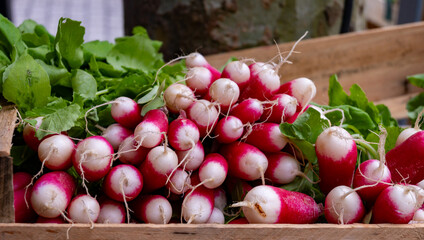 Fresh colorful organic radish vegetables for sale on french farmers market