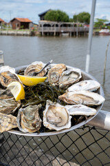 Eating of fresh live oysters with citron at farm cafe in oyster-farming village, with view on boats...