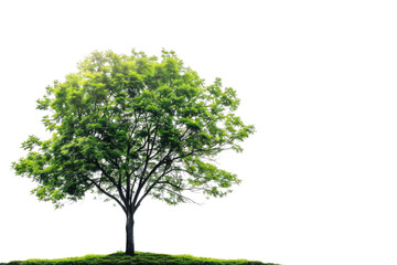 Obraz premium one Green tree isolated on white, Green trees isolated on transparent background forest and summer foliage for both print and web with cut path