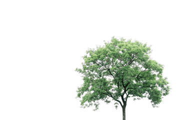 one Green tree isolated on white, Green trees isolated on transparent background forest and summer foliage for both print and web with cut path