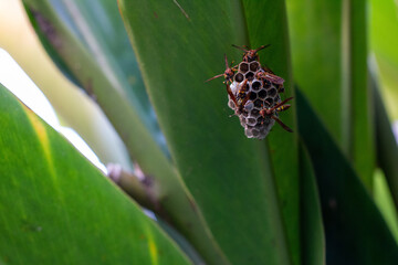 Vespa, marimbondo ou cabatão	
