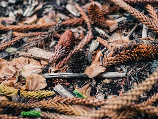 Forest floor