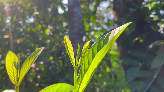 Water guava leaves exposed to sunlight in the morning