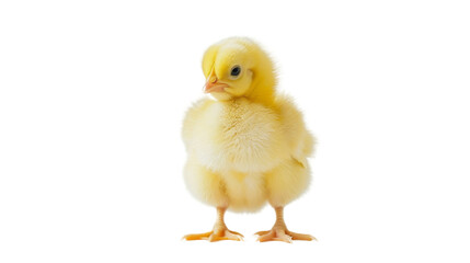 Obraz premium Little chicken, yellow chick newborn on white background