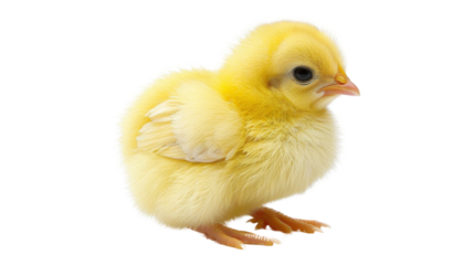 Little chicken, yellow chick newborn on white background