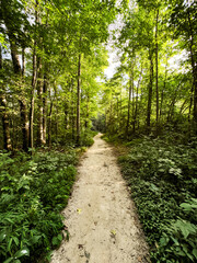 path in the forest