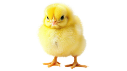 Obraz premium Little chicken, yellow chick newborn on white background