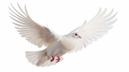 Fototapeta premium White dove pigeon bird isolated on white wallpaper background 