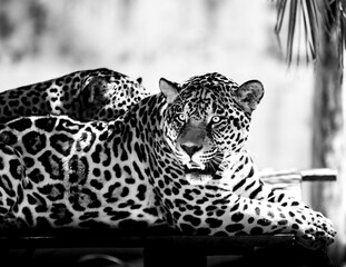Feline jaguar in black and white Fine Art