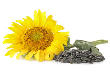 Beautiful sunflower and seeds on white background