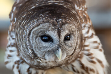 A closeup of a small brown and white colored boreal owl. The wild bird has its dark eyes open and is perched on a branch. The raptor's beak is white and curved. The barred owl is a nocturnal hunter