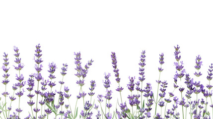 Naklejka premium Lavander on white backgroud
