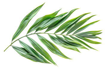 Fototapeta premium Green leaves of palm tree isolated on white background with cut path