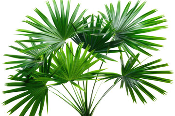 Green leaves of palm tree isolated on white background with cut path