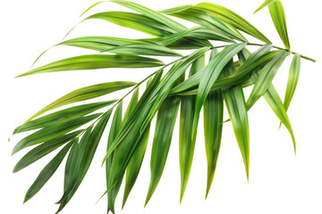 Fototapeta premium Green leaves of palm tree isolated on white background with cut path