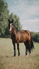 Fototapeta premium Summer Ranch Pony Natures Grazing Meadow