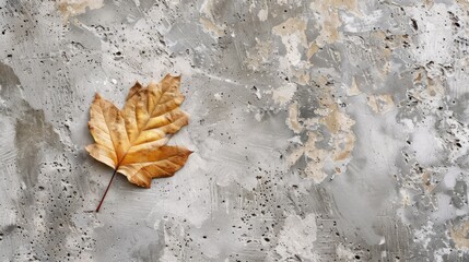 Leaf on a concrete backdrop