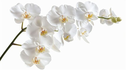 Flowers orchid branch floral isolated on white wallpaper background