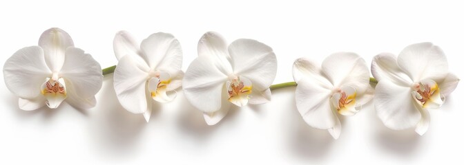 Obraz premium Flowers orchid branch floral isolated on white wallpaper background