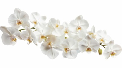 Plakat Flowers orchid branch floral isolated on white wallpaper background